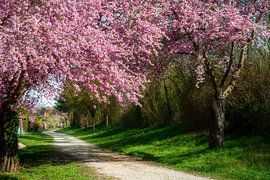 Paysage printanier avec des cerisiers d'ornement en fleurs roses sur ManfredFotos