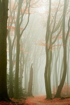 Mist in het Speulderbos