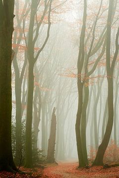 Nebel im Speulderbos von Jenco van Zalk