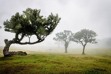 Feenwald auf Madeira