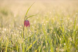 Wilde Kiebitzblume (Fritillaria meleagris) von Onno Wildschut
