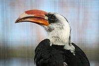 Von der decken's tok