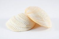 Zusammensetzung der Schalen 4