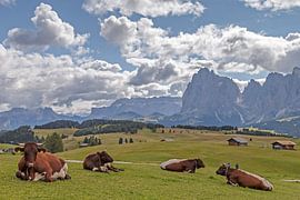 Cows in a green alpine meadow by Menno Schaefer