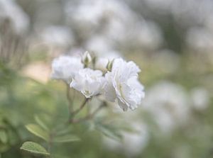 Blumen Teil 147
