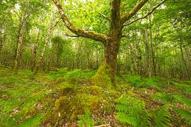 Tomies Wood - Killarney (Ireland) by Marcel Kerdijk