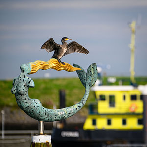 Alsgolver in Wemeldinge