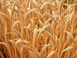 Champ de blé doré au coucher du soleil : Un rêve de moisson rustique