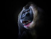 Mandrill, KaMerA van 1x thumbnail