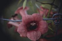 Chained flower