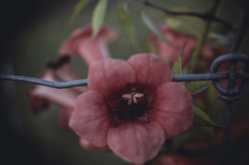 Chained flower
