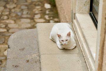 white cat sitting on the steps of an old house in Krk in Croatia by Heiko Kueverling