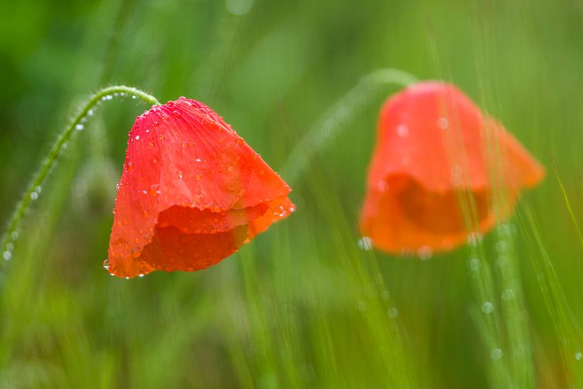 Klaproos by Marc Broekman Photography
