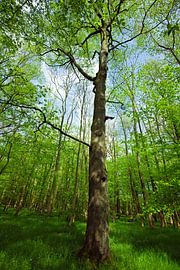 Forêt de printemps