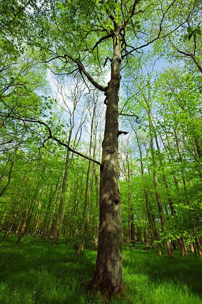 Spring Forest by Bo Valentino