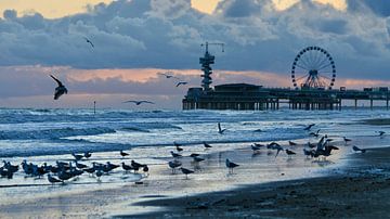Seagulls at the beach in Scheveningen by Michel De Man
