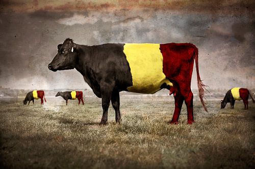 Belgian, België, Belgische koe