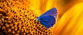 Blauer Schmetterling auf Sonnenblume von Poster Art Shop