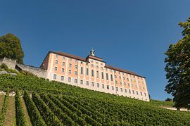 Bodensee druivenranken.