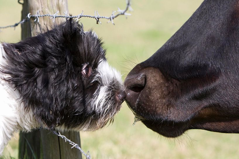 Schapendoes pup met koe by Wybrich Warns