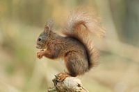 Eichhörnchen mit Nuss auf Ast