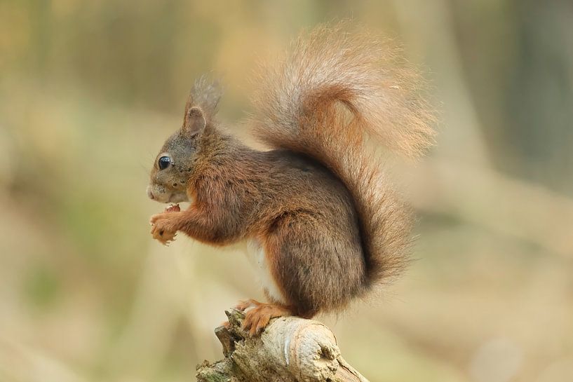 Eichhörnchen mit Nuss auf Ast von Wim van der Meule