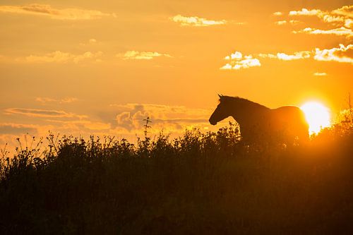 A Horses life