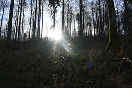 De zon van Christoph Leimer