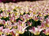Tulpen von Thijs Schouten Miniaturansicht