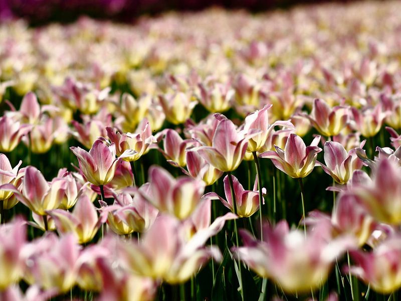 Tulipes par Thijs Schouten