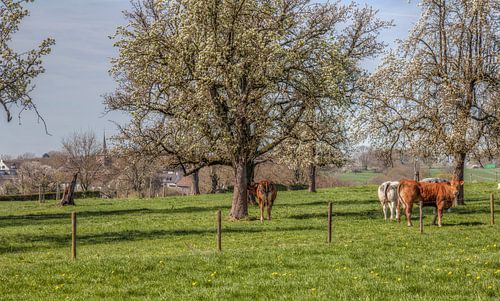 Bloesem in Epen Zuid-Limburg