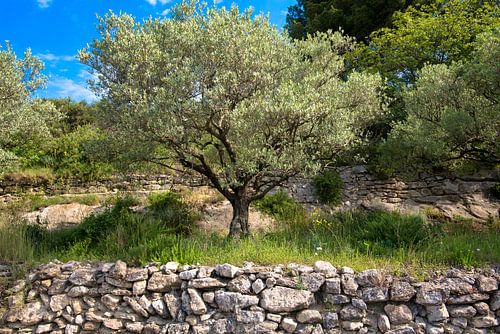 Olijfboom in de Provence