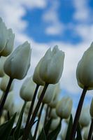 Tulpen