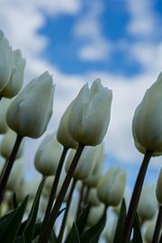 Tulpen by Evelien Stijf