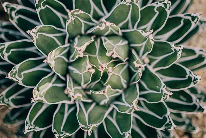 Plante d'agave par Sabine Keijzer