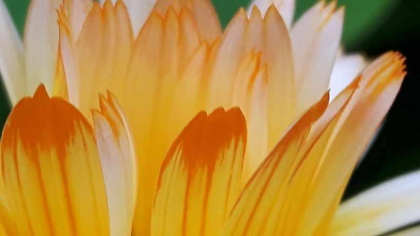 Flowers by Gerhilde Mulder
