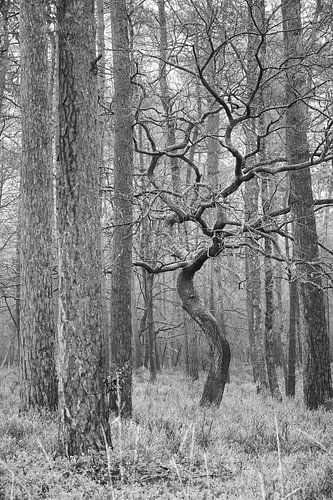 Der Tanz der alten Eiche von Cor de Hamer