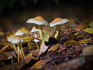 Pilze im Eyser Wald von Rob Boon
