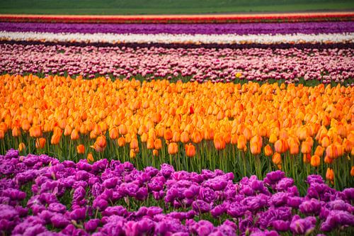 Kleurexplosie in Hollandse tulpenvelden – Lente in volle bloei