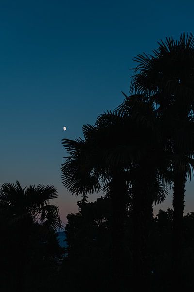 In the moonlight by Sanne van Heukelum