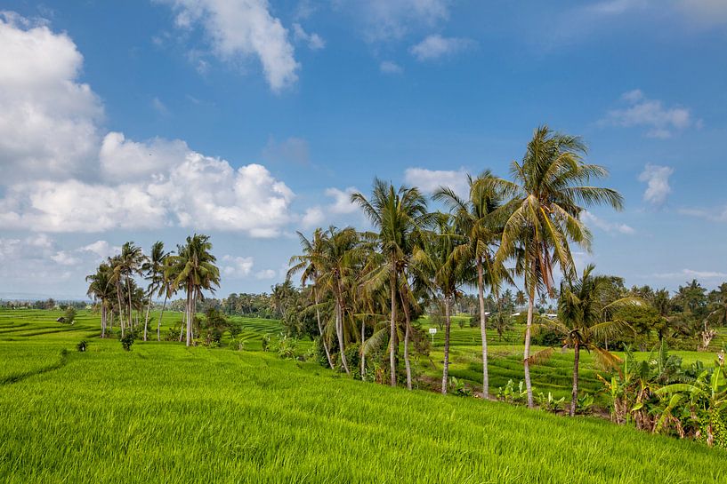 Belle vue sur la riziculture du riz vert balinais sur les rizières en terrasses tropicales par Tjeerd Kruse