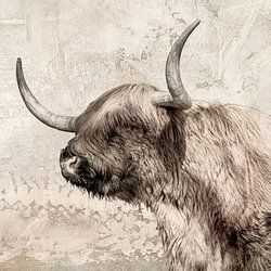 Scottish Highlander.