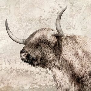 Scottish Highlander.