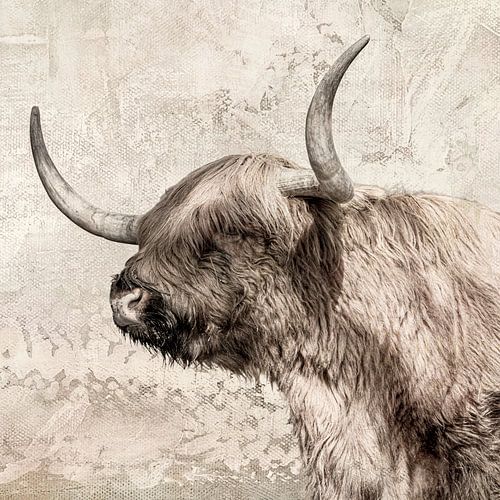 Schotse Hooglander.