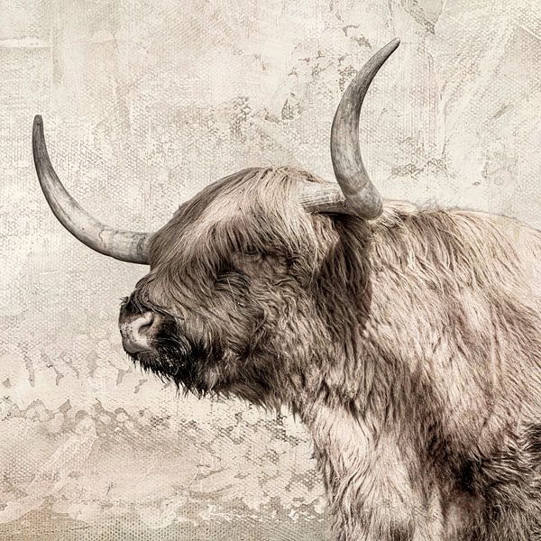 Scottish Highlander. by Alie Ekkelenkamp