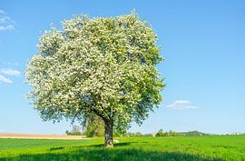 Flowering fruit tree by Achim Prill