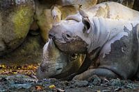 Rhinocéros noirs Mère et fils ensemble