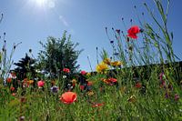 Kleurrijke bloemenweide en blauwe lucht