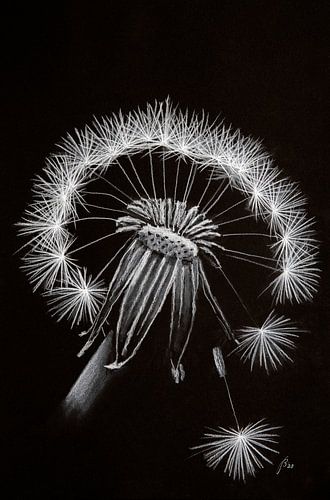 Dandelion