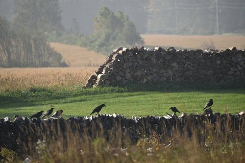 Vogels op een herfst morgen
